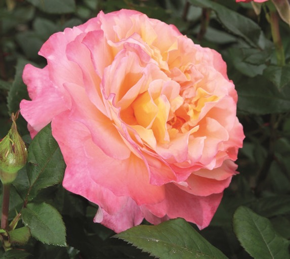 “玫瑰珍品”仲夏,热情如火,花色艳丽,可以说是养花必备