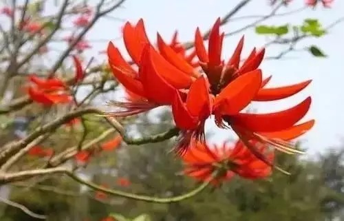 瑞香花|全国56市市花,太美了