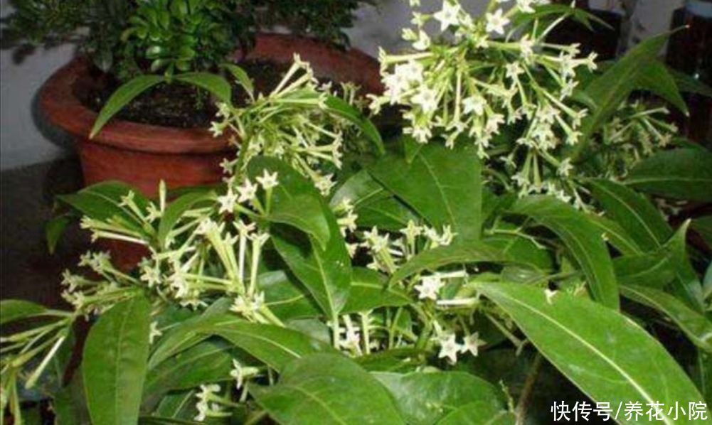 家庭养花有讲究,这三大类花卉,建议别在室内养