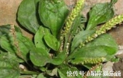 药用|农村路边常见的一种野草，功效堪比人参，既可药用又可食用