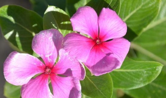 光照|喜欢养花，就养这4种花，花香“静气凝神”，养眼还能净化空气