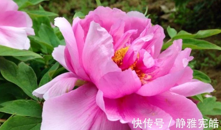 花色|居家就养此款花卉，好养易打理，365天开花不断，给点水就疯长