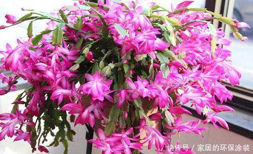 花市|11月逛花市,4种花别错过,现在养一盆,不愁冬天没花赏!