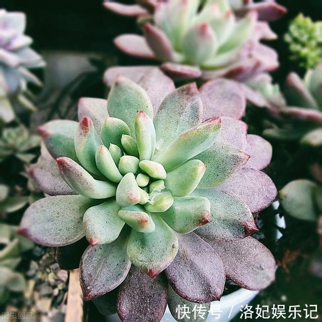 施肥|杨阿姨家的多肉15天浇一次生长水，3个月大变样，成就感满满