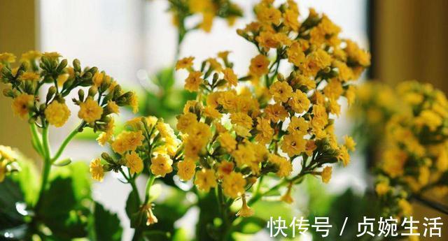 多肉植物|新手花友养长寿花,该牢记哪些才能一年四季开花