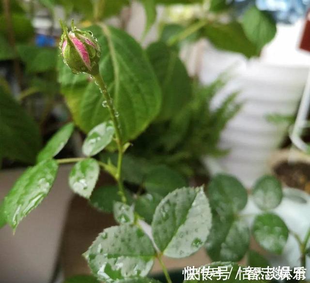 厌氧菌|5种“药”,过期也不要扔,兑水浇花,保花不生“虫和病”