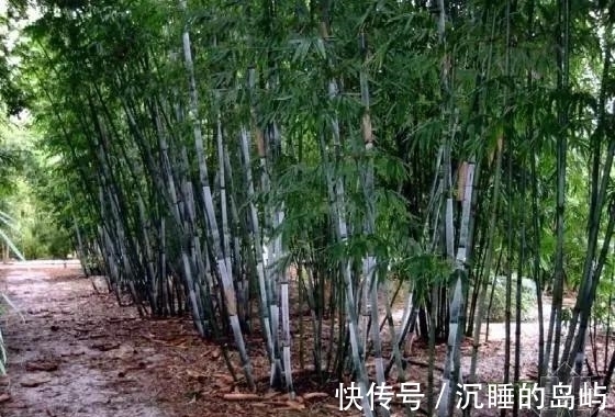 桂竹|26种 · 竹子大全