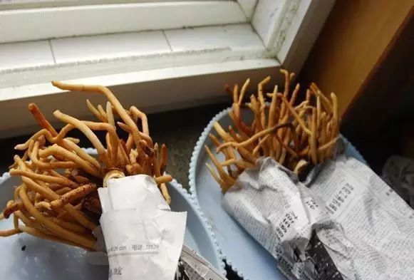 根部|君子兰根部冒出小芽怎么办只需5个步骤,一盆变多盆很简单