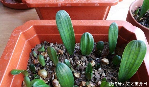 养花别用“黄豆肥”了,味道太大!它才是养花万能肥,养啥旺啥!