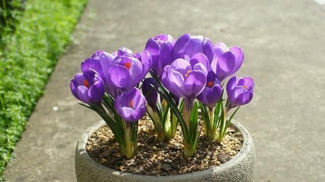 西红花|告别绿萝吊兰，此花更好养，丢土里就行，漂亮有芳香，是盆栽佳品