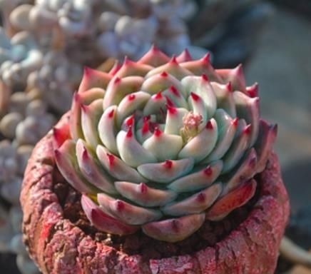 夏天养盆多肉吉娃娃,叶尖红红长成肉墩子,谁见了都夸美