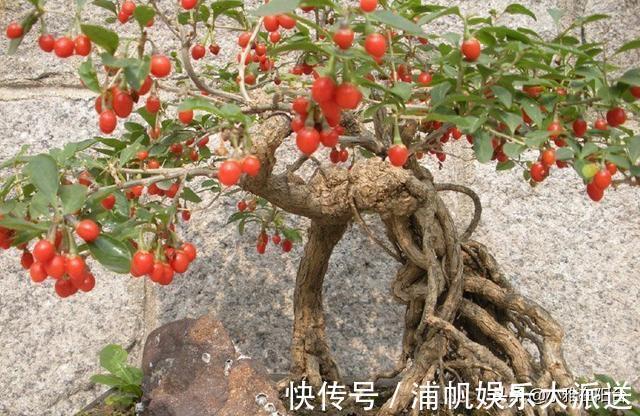 叶绿枝壮|没钱养花就养它,剪个枝埋土里,10天生根,一年变漂亮盆景结满果