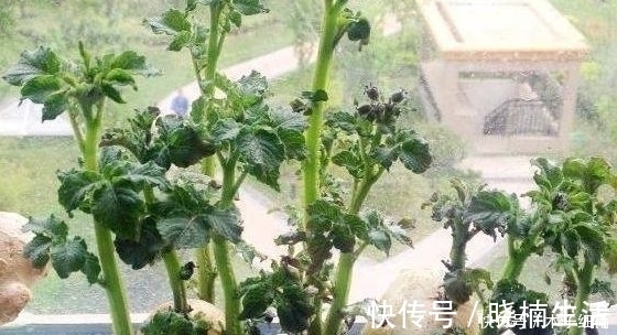 吃不完的蔬菜扔盆里，分分钟绿植就有了，真是太容易了