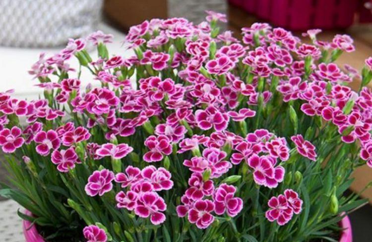 种花|家里养4种花,沾土就活,一养就养爆,直接变成“小花园”