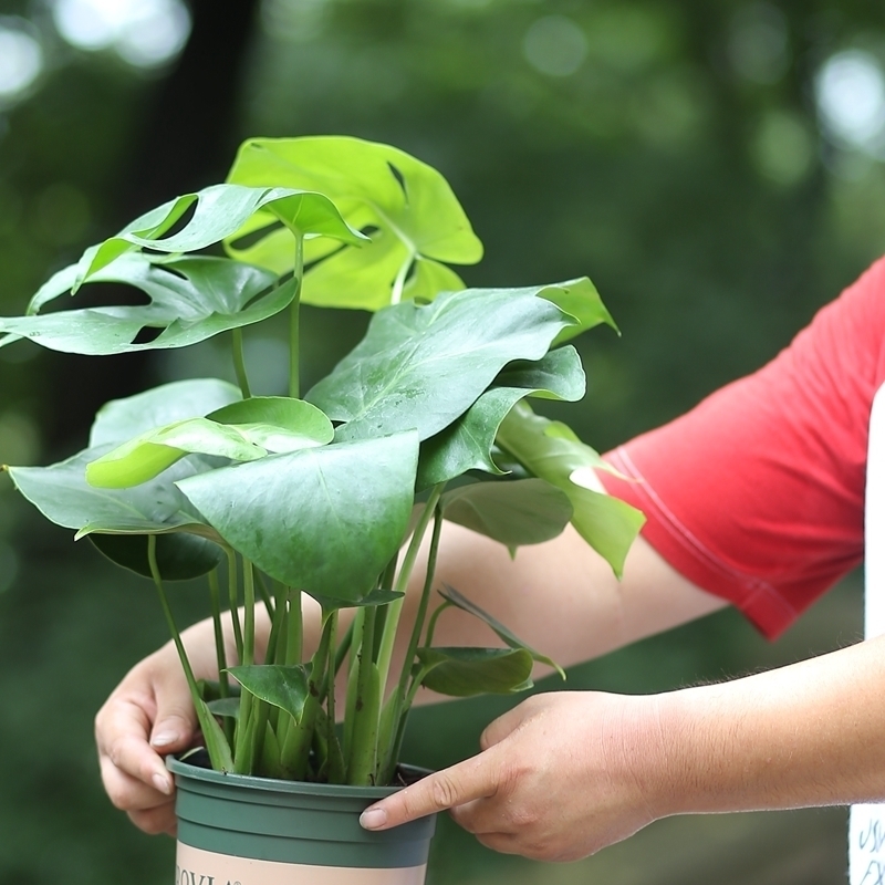 珍珠吊兰|提醒大家回老家瞅见这植物，必定多挖几株，养在卧室，健康无忧