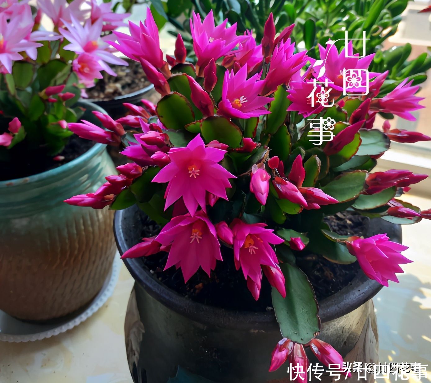 蟹爪兰复花并不难，简单3步，花朵一茬接一茬，开到5月份