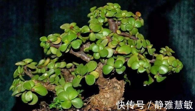 花花爱花草|不会养花的花友们,就养这几种,养不好算我输