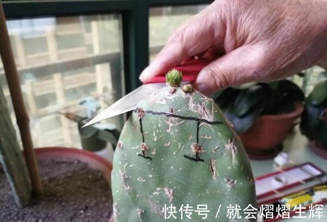 叶仙|蟹爪兰插萝卜上，也能嫁接？这波操作还是头一回见