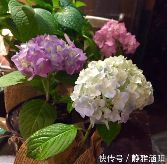 绣球花|有“3种花”,养在阳光下面,才能长得枝繁叶茂,夏季再晒也不怕