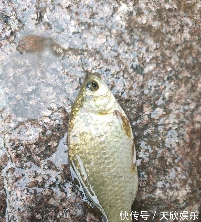 向高龄钓友请教的“摇三摇”钓法,毫无保留的分享给大家