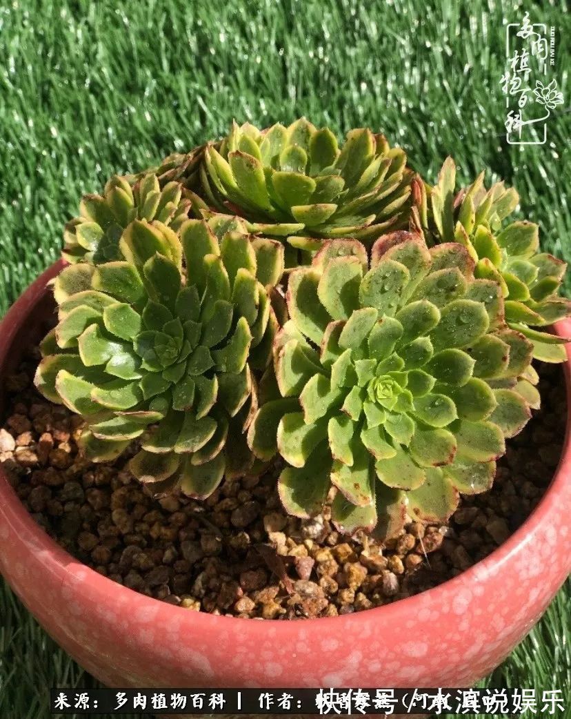 红铜壶|多肉千万种,我独爱法师!爱它的霸气,更爱它的华丽蜕变!