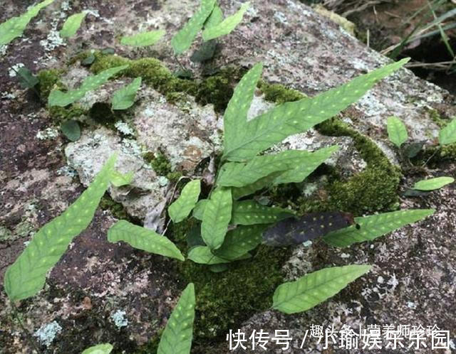 凉粉草|2种野草,若你还能见到,请好好珍惜,药用价值极高,可遇不可求