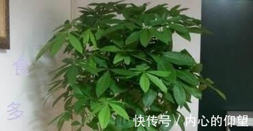 文竹、发财树,用这“水”养一养,一窜2米高,再也不黄叶!