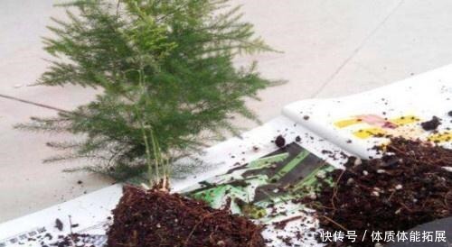 文竹不长了5个“小技巧”,长得又快又美,郁郁葱葱一大丛!