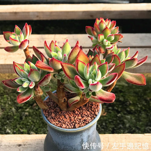 养多肉锦晃星,做好4件事,长成小老桩,养成小精灵