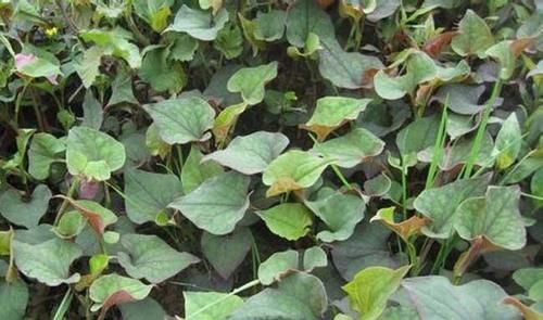 抗癌常用中草药之鱼腥草