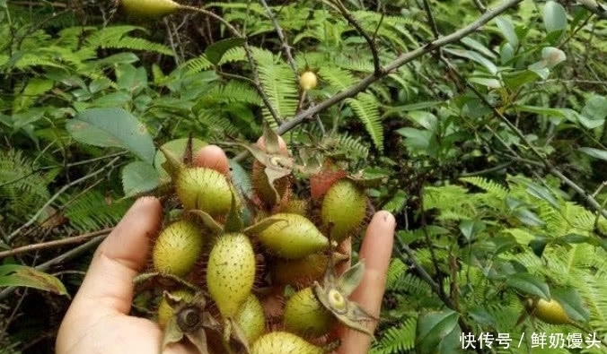 一种野果浑身带刺，现今市场价极高，可当地农民却不愿意碰它