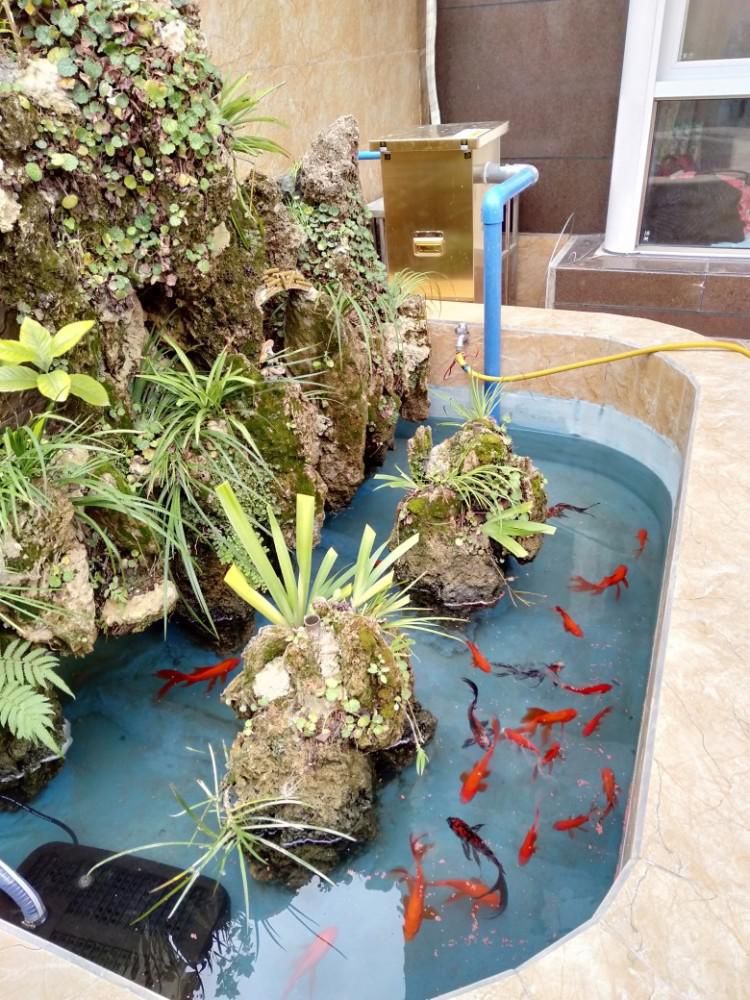 爱鱼发烧友的心声：没有鱼池过滤器真不行