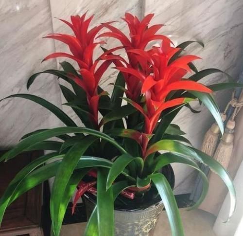 发财树|3种花最适合养客厅,叶片油绿、空气清新,自带财气,特别好