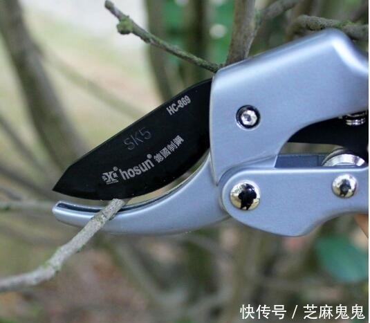 阿司匹林|快死的绿萝千万别浇自来水!喝了这3种水,植物起死回生猛爆棚