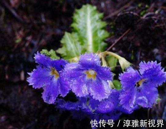 大红花|室内“3种花”一碰水就狂长,天天放厕所,日日都赏“大红花”