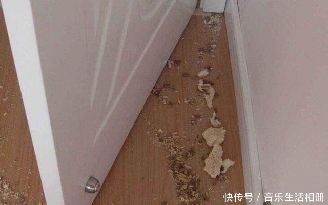 门吸|装修万万别把门吸装这个位置，我家不懂，入住后才知那么坑！