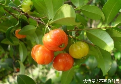 灯笼果|冬天莫错过此野果,每天一把,气血好了,血脂血压也稳定了