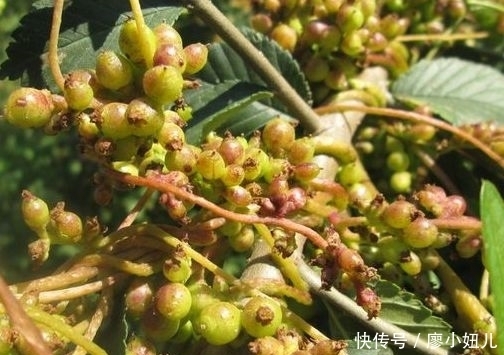 農(nóng)作物|農(nóng)村公認(rèn)的“金絲害草”,人們種植來致富,才知價(jià)值珍貴能補(bǔ)腎