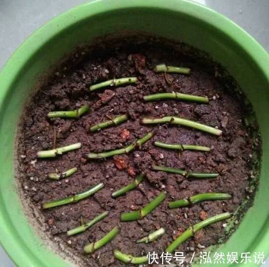 爆盆|绿萝文竹吊兰栀子花发黄枯死，气的剪成光头，一个月后居然爆盆了