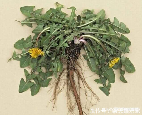 本草新编|自己晒干蒲公英能当茶喝吗看完这个你就知道了!