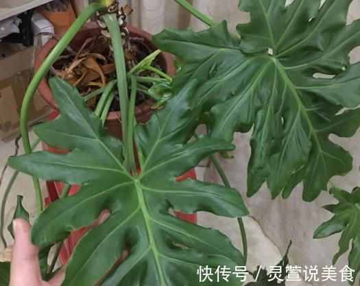 3盆植物放在客厅，冬天好养，还“镇宅”，家里的空气“1级”棒