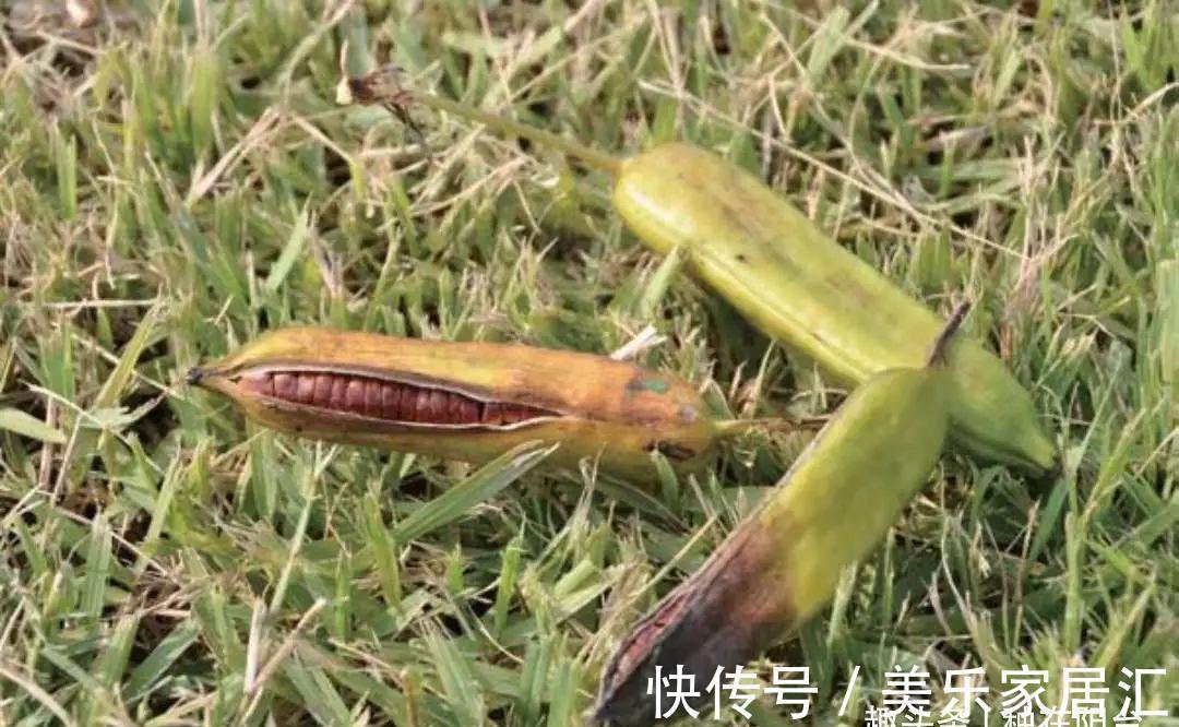 鸢尾类|喜欢生长在水边的黄菖蒲,开着奇妙的花,暗藏传粉的“招”!