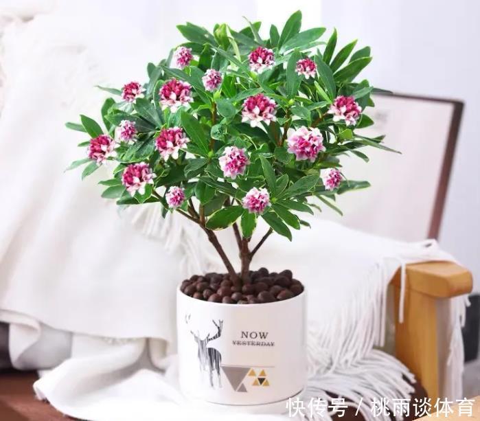 院子交给爱花的婆婆打理,满园花卉,太美了,拍给大家瞧瞧