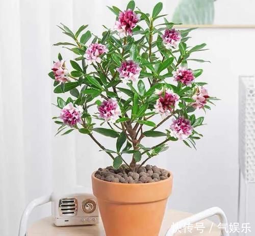 懂花人爱养的4种花，观赏性是次要的，重点是寓意好