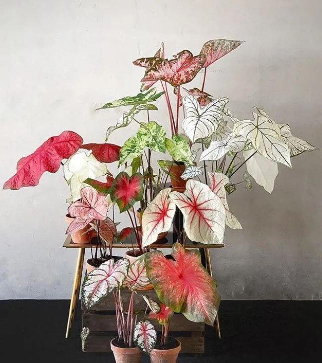 春羽|种健康花，家里养一盆，格调高寿命长，干净，健康，运气好