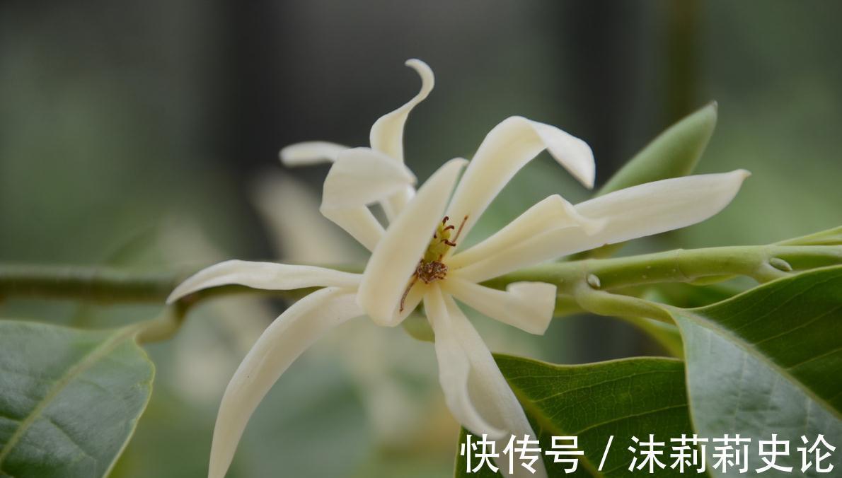 白兰花秋末养护,抓住2个重点,不仅能增强抵抗力,还能减少冻害