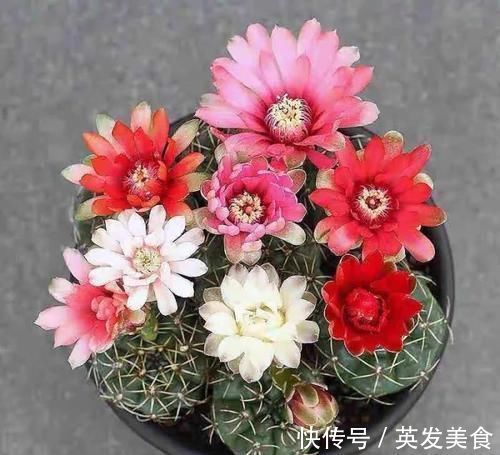 浇水|最适合懒人养的5种花，省心又好养，偶尔浇浇水就可以活