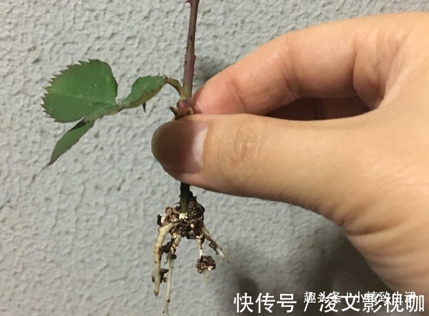生根|月季扦插难,“撞墙2.0扦插法”,1月生根,就问你盆够不够