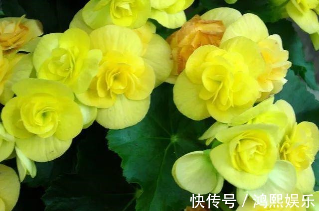 丽格海棠难过夏简单了解并不难,叶片翠绿,花色丰富!