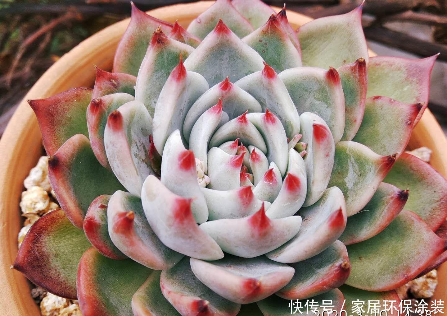 桃蛋|多肉从小苗养到爆盆是什么感觉?以前有成就感,现在觉得有点尴尬